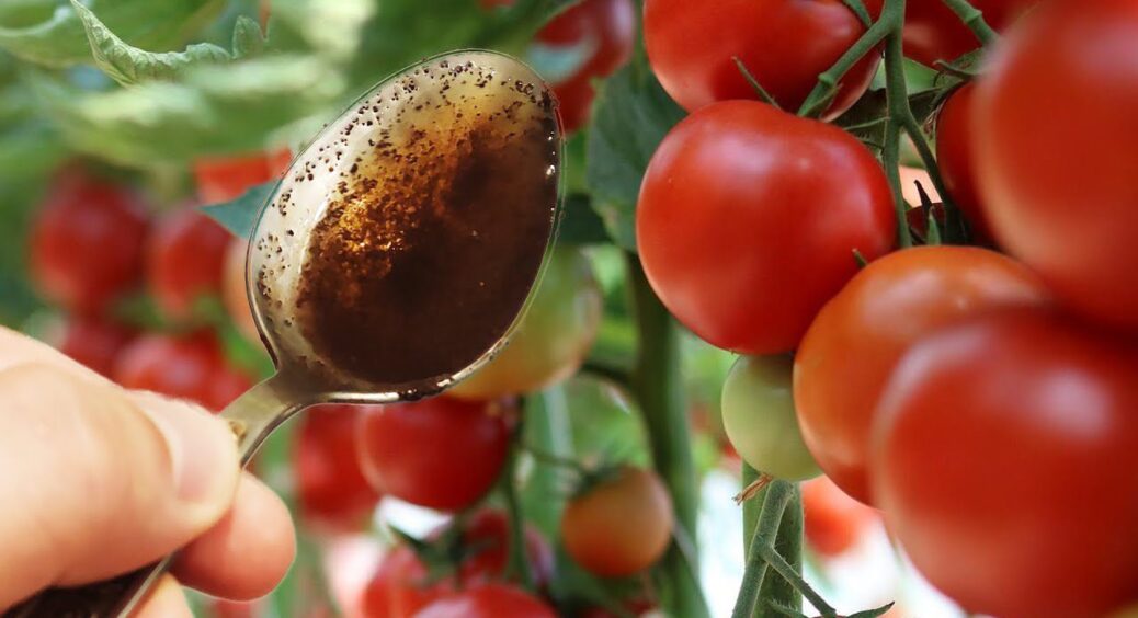 Помідори лопаються від рясного врожаю: після цієї 1 “підкормки” у листопаді кущі плодоносять аж до снігу 