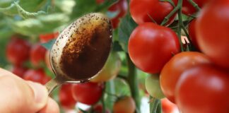 Городники розповіли, чим можна підгодовувати помідори в листопаді