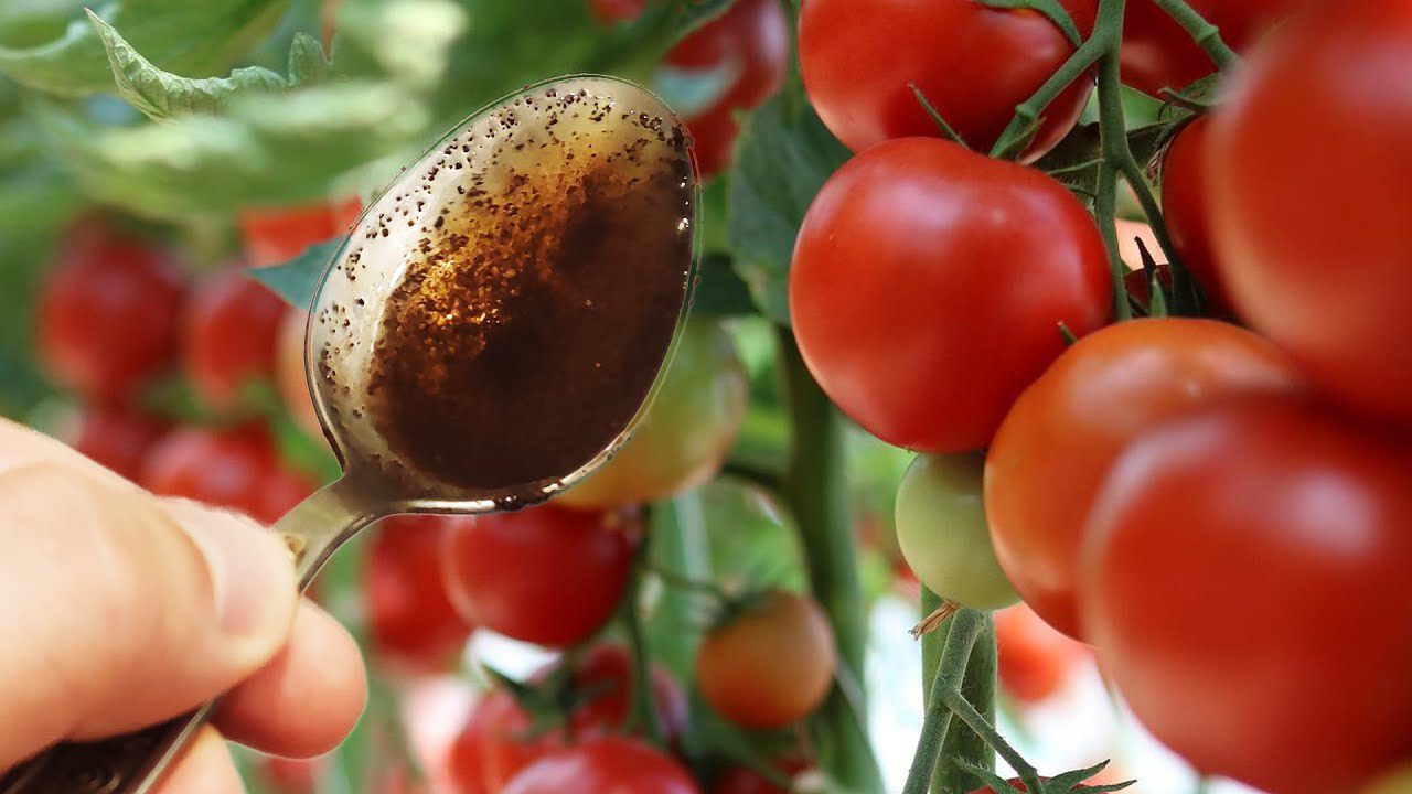 Городники розповіли, чим можна підгодовувати помідори в листопаді