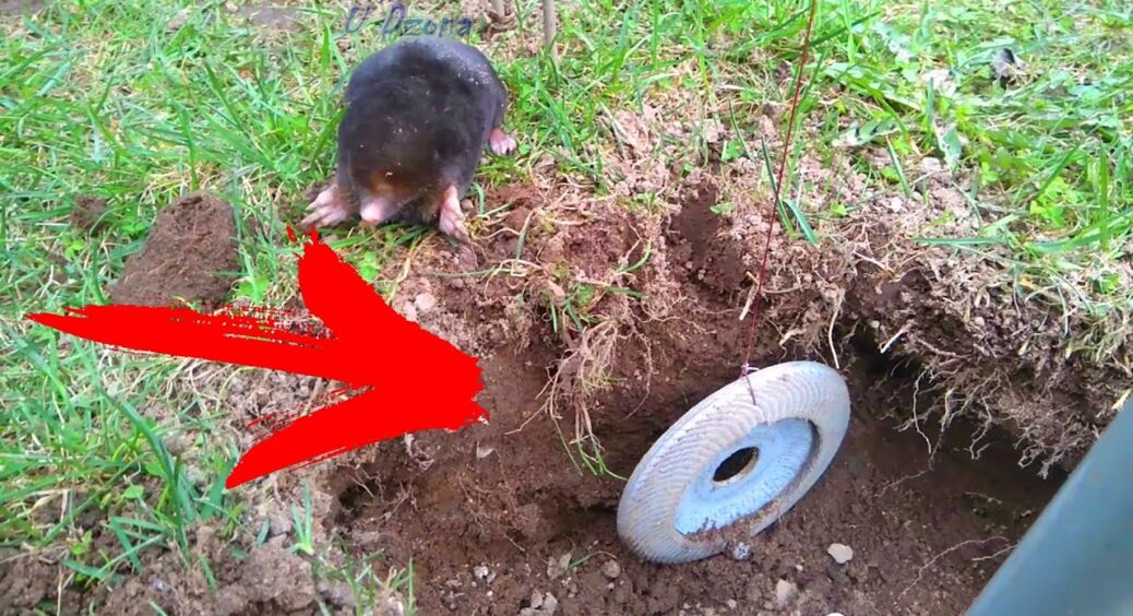Не лопатою, а ароматом: ось як я без мороки змусила кротів добровільно залишити город – “дідівський” спосіб 