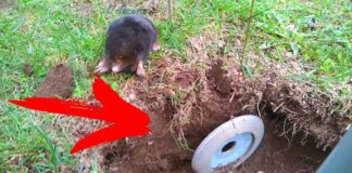 Дачники розповіли, як змусити кротів залишити город без шкоди для тварин