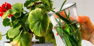 Квітникарі розповіли, як швидко зупинити пожовтіння герані в домашніх умовах