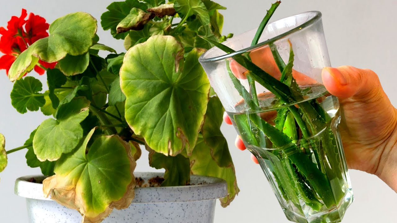 Квітникарі розповіли, як швидко зупинити пожовтіння герані в домашніх умовах