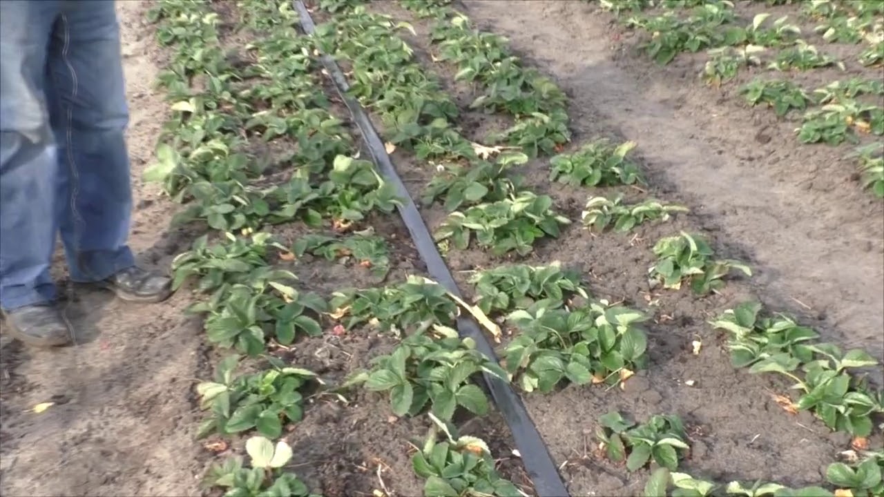 Садівники розповіли, чим підживити полуницю у листопаді