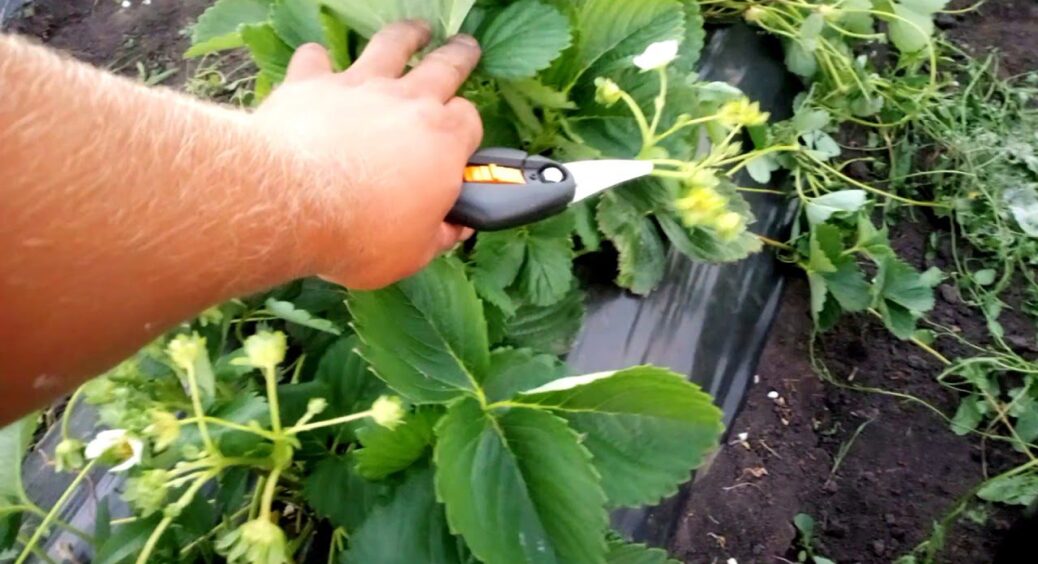 Саджаю полуницю восени так, як мене вчив кум-садівник – і кущі приживаються на 100% та зимують без втрат 