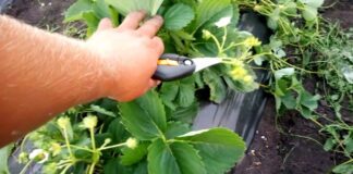 Садівники назвали метод посадки полуниці, який гарантує 100% приживлюваність