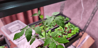 Дачники розповіли, як правильно вирощувати розсаду помідорів