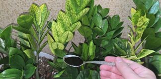 Квітникарі розповіли, чим підживити заміокулькас, щоб він обріс соковитим листям