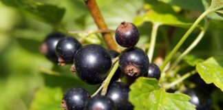 Садівники розповіли, як правильно підготувати смородину до зими