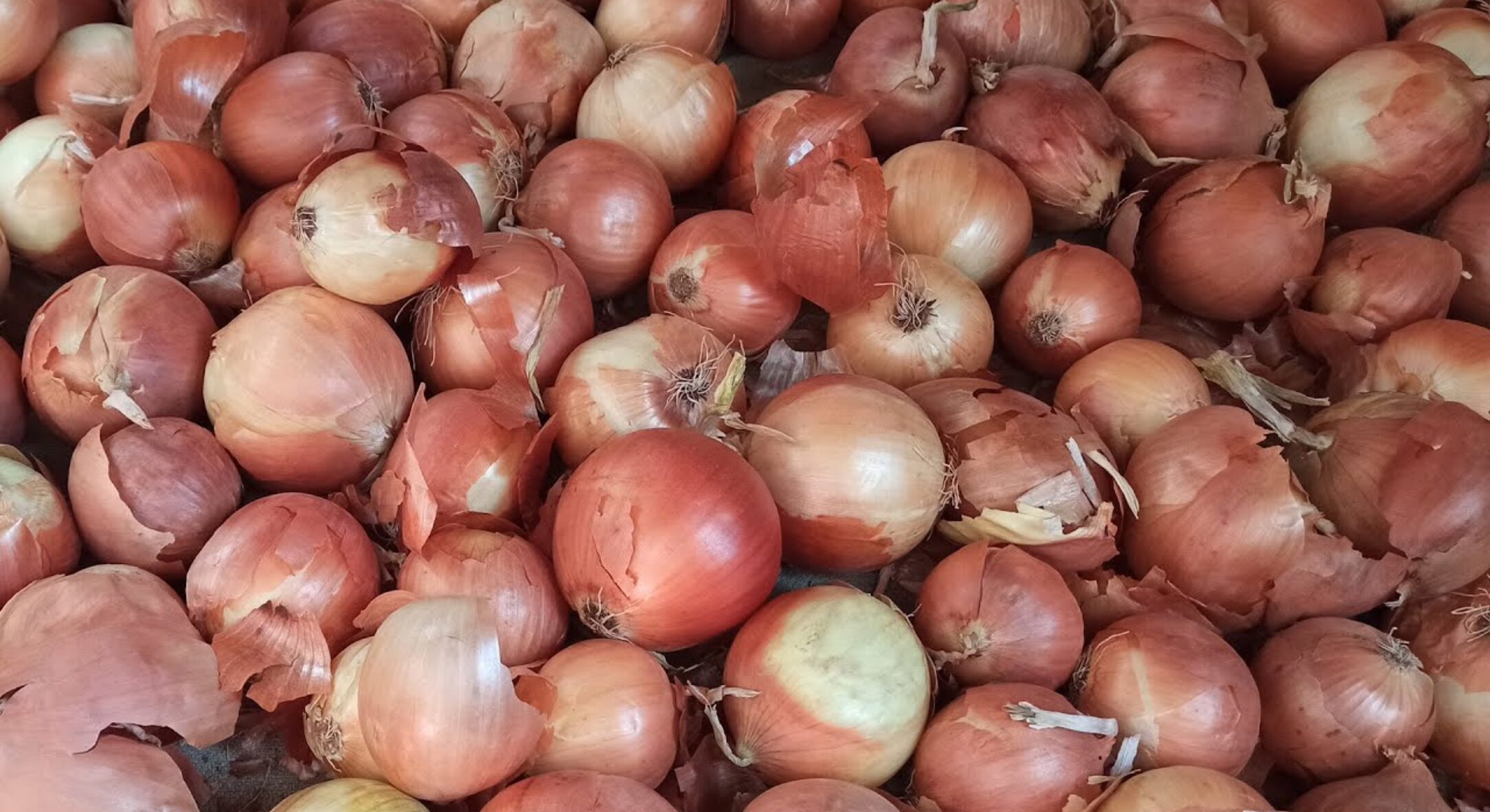 Щоб цибуля не гнила в підвалі, пересипаю її 1 продуктом – лежить до весни ідеально: вас здивує цей метод 