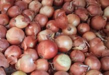 Щоб цибуля не гнила в підвалі, пересипаю її 1 продуктом – лежить до весни ідеально: вас здивує цей метод Городники назвали спосіб зберігання цибулі аж до весни