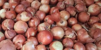 Городники назвали спосіб зберігання цибулі аж до весни 