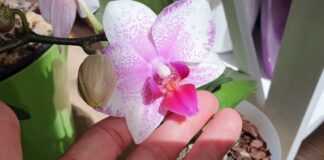  Садівники розповіли про найкраще добриво для орхідей