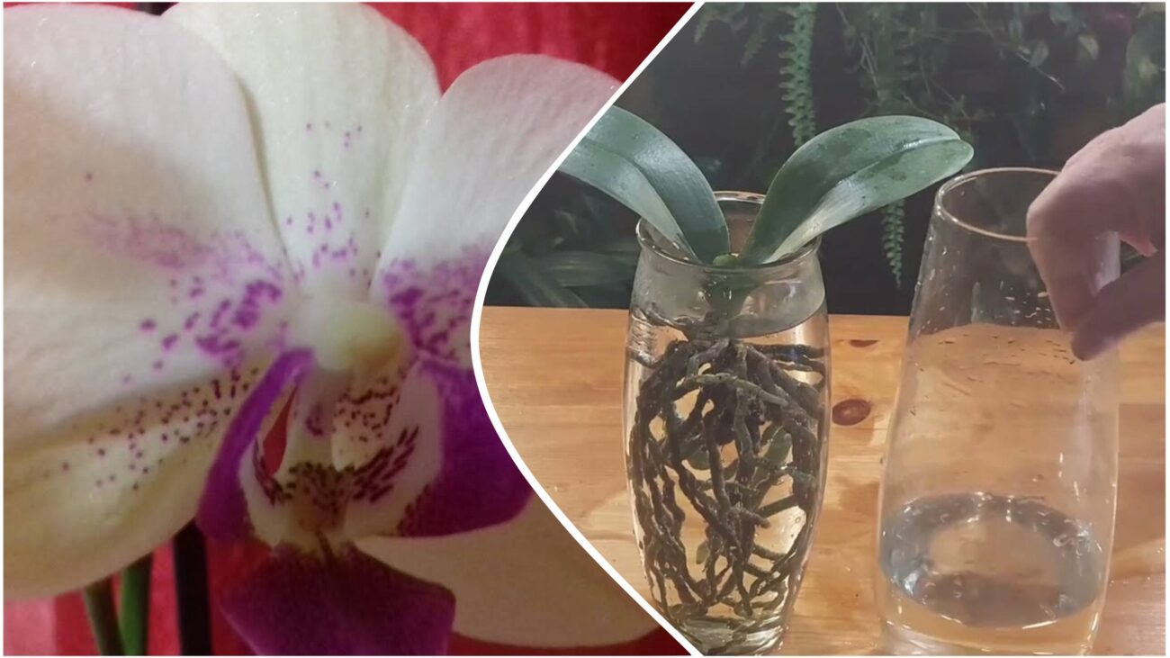 Квітникар розповіли, як вирощувати орхідею в скляній вазі без субстрату