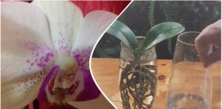 Квітникар розповіли, як вирощувати орхідею в скляній вазі без субстрату