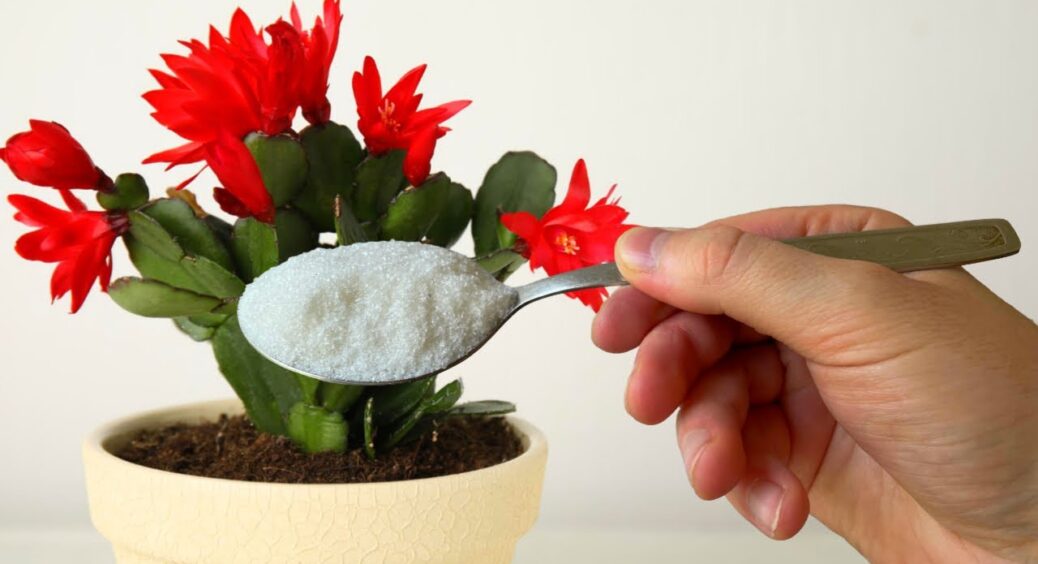 Декабристу – 1,5 ложки у горщик: вже через 5 днів випустив 7 нових бутонів. Цвісти буде до самого березня! 