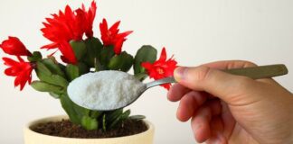 Досвідчені квітникарі розповіли, що потрібно декабристу в листопаді