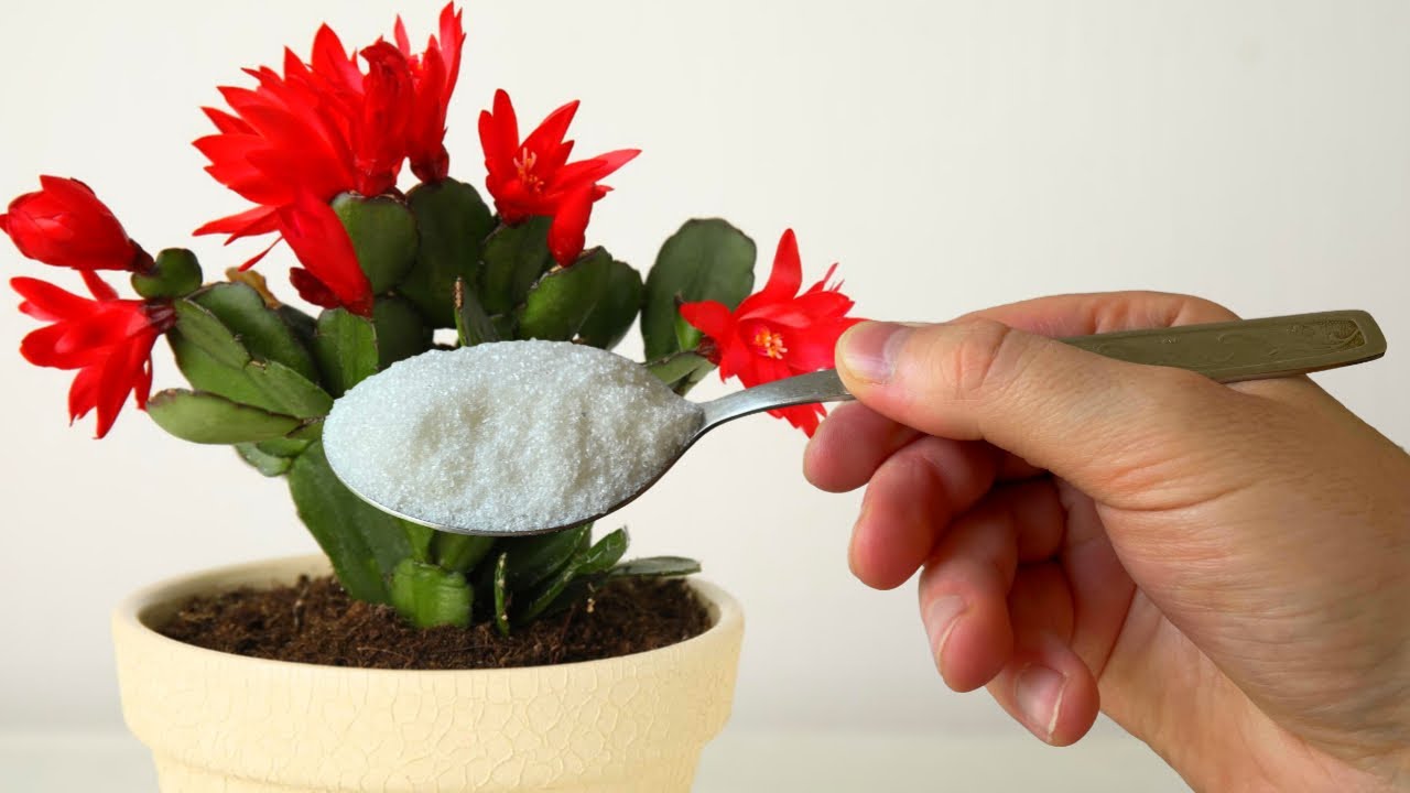 Досвідчені квітникарі розповіли, що потрібно декабристу в листопаді