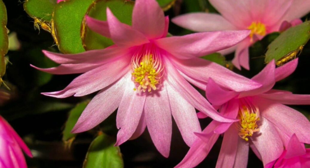 Декабрист розмножую з 1 сегмента – і за рік маю пишний кущ: простий трюк без плівки та зайвого клопоту 