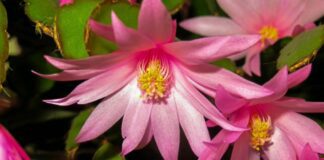 Господині розповіли, як правильно підготувати живці декабриста до посадки 