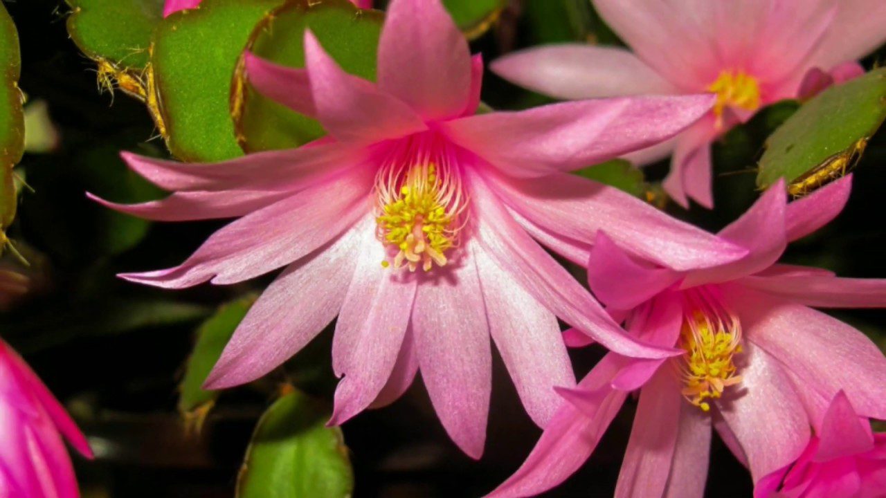 Експерти розповіли, що робити, якщо не цвіте декабрист