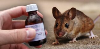 Досвідчені господині розповіли, як легко відлякати мишей від будинку