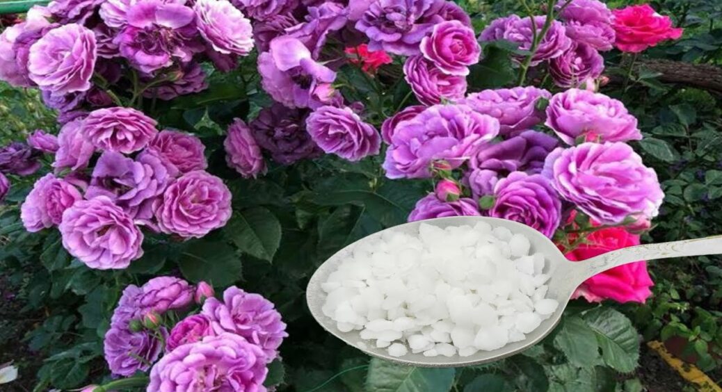 Трояндам перед зимовими холодами – терміново: всього 50 г під кущик – і морози більше не страшні 
