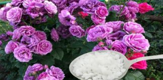 Садівники розповіли, чим підживити троянди для зміцнення перед зимовими холодами