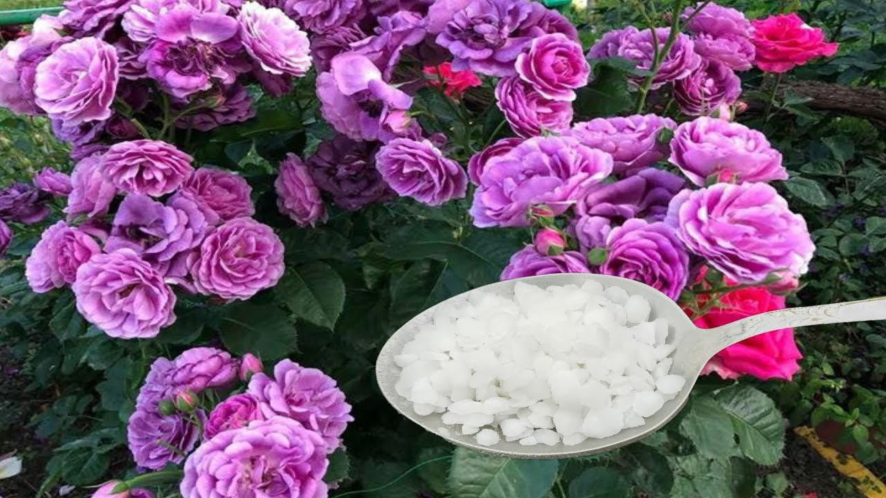 Садівники розповіли, чим підживити троянди для зміцнення перед зимовими холодами