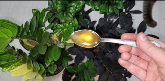 Фахівці розповіли, чим підживити заміокулькас, щоб пагони не завалювалися на бік