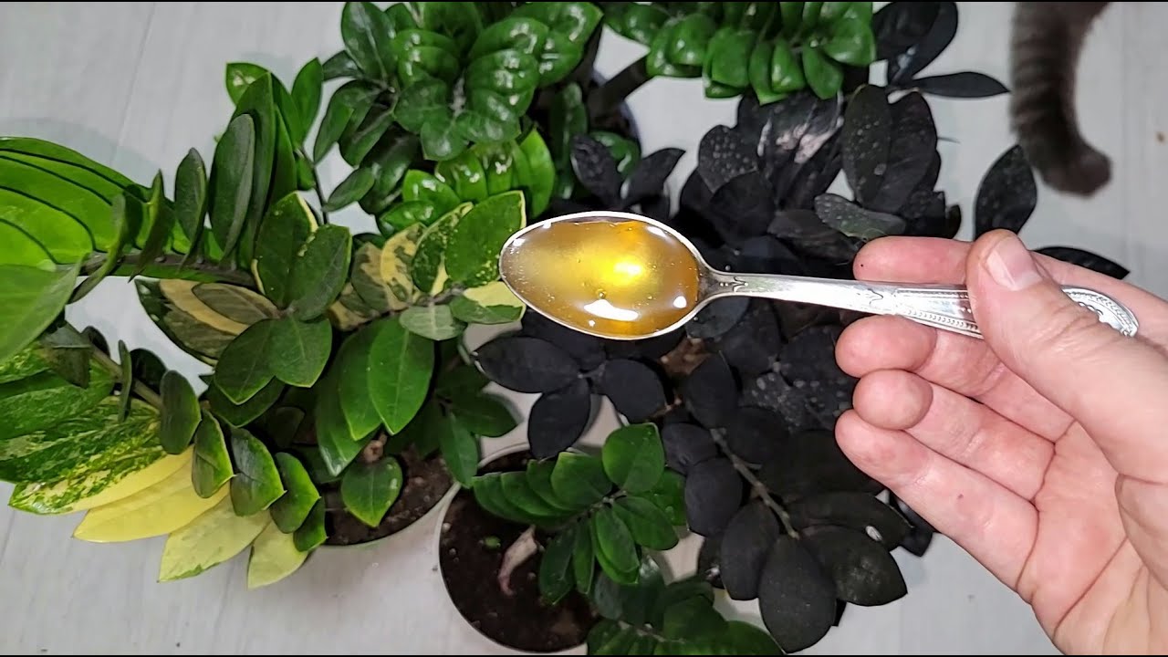 Фахівці розповіли, чим підживити заміокулькас, щоб пагони не завалювалися на бік