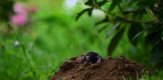 Дачники назвали 3 прості способи, які допоможуть позбутися кротів на ділянці