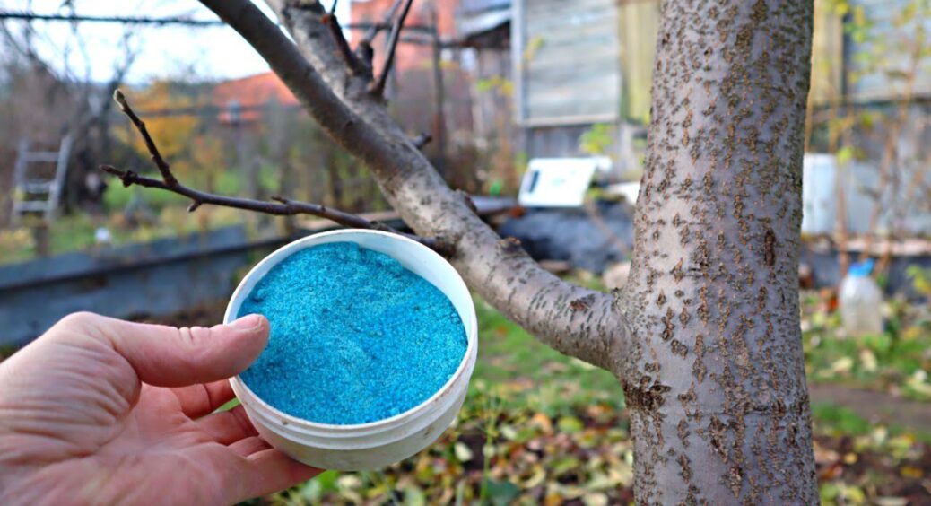 Чим обробити сад восени – залізним купоросом чи сечовиною: агрономи із 40-річним стажем дали чітку відповідь 