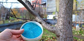 Досвідчені агрономи розповіли, чим найкраще обробити сад восени