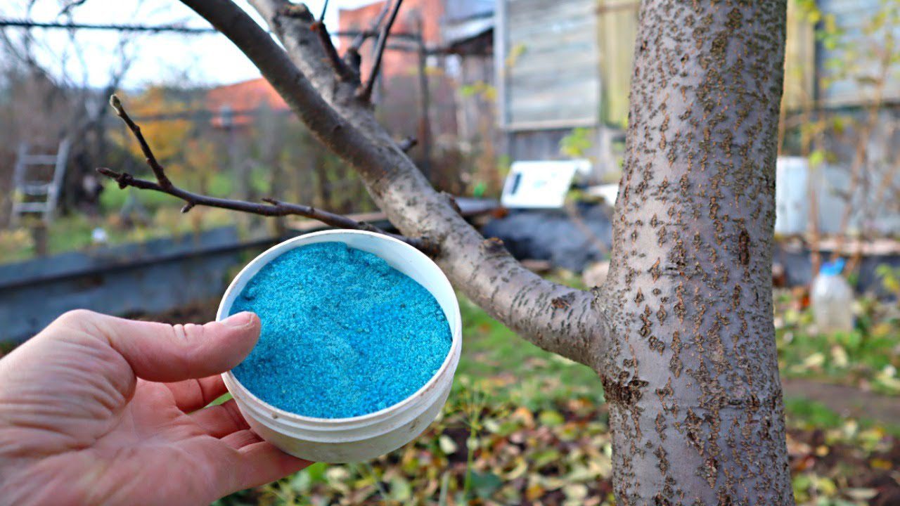 Досвідчені агрономи розповіли, чим найкраще обробити сад восени