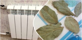 Господині пояснили користь лаврового листа для дому 