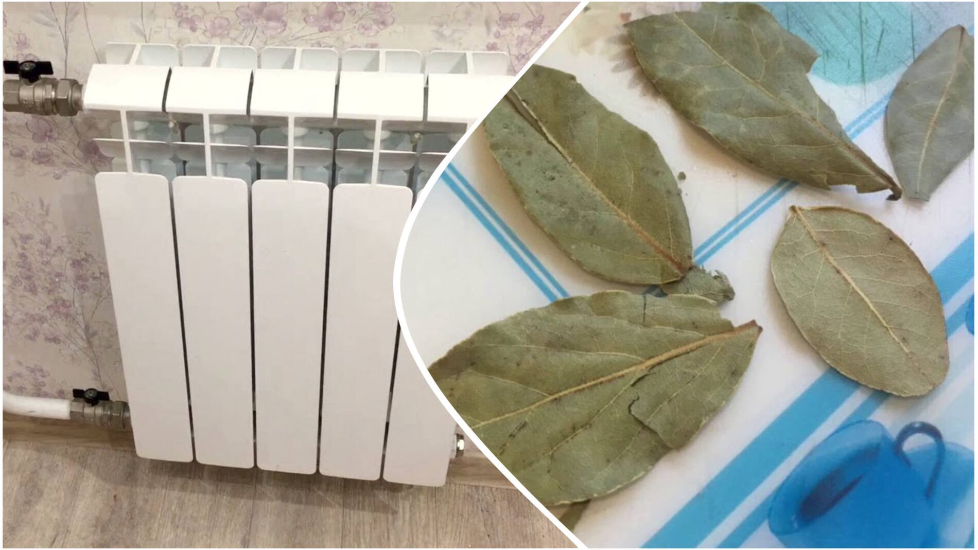 Господині пояснили користь лаврового листа для дому 