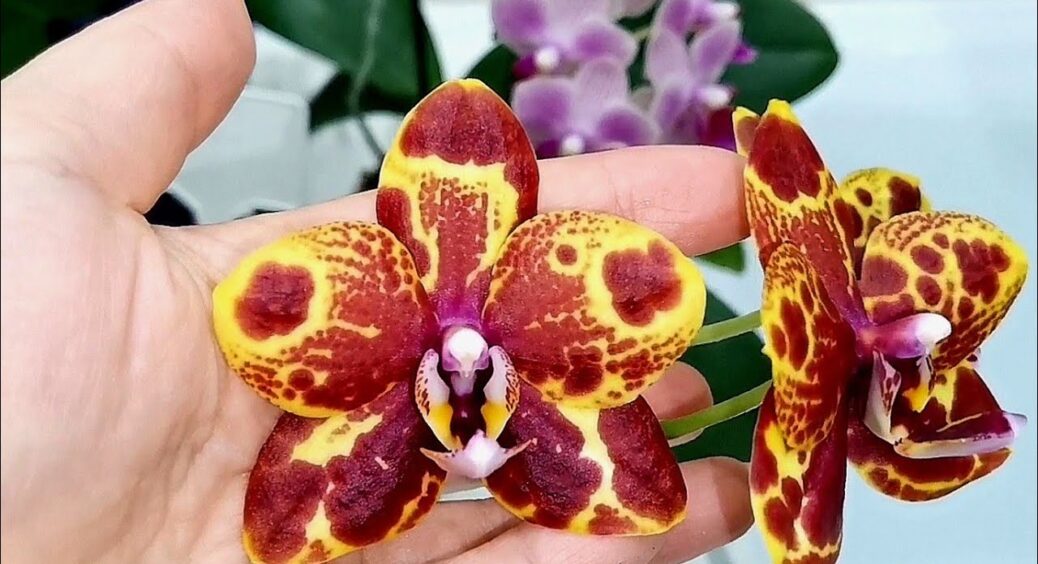 1-2 ложки, але столових, а не чайних, на 1 літр теплої води: поливаю орхідею – листя блищить, як полаковане 