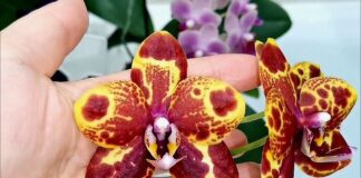 Квітникарі назвали підживлення, яке забезпечить цвітіння навіть старої орхідеї