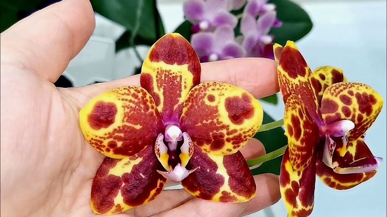 Квітникарі назвали підживлення, яке забезпечить цвітіння навіть старої орхідеї