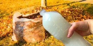 Городники розповіли, як із опалого листя зробити якісне добриво