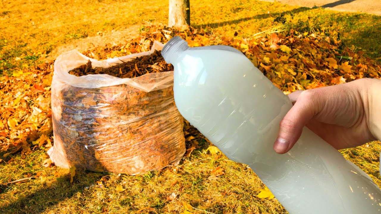 Городники розповіли, як із опалого листя зробити якісне добриво