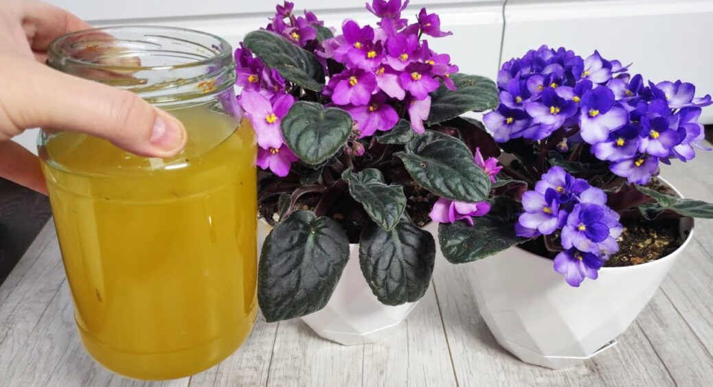 Ллю в піддон 500 мл кип’яченої води з дріжджами – і фіалки випускають по 4-6 нових листочків за місяць 