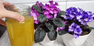 Квітникарі розповіли, як приготувати дріжджовий настій для цвітіння фіалки
