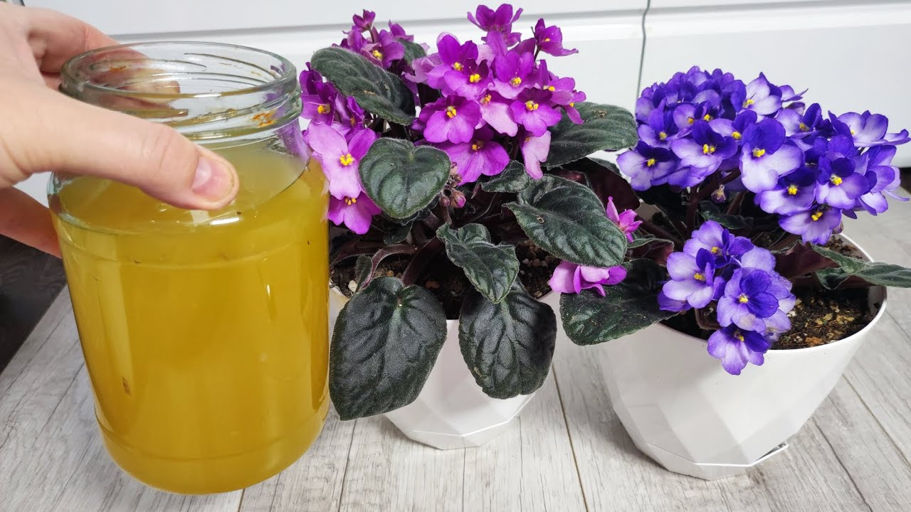 Квітникарі розповіли, як приготувати дріжджовий настій для цвітіння фіалки