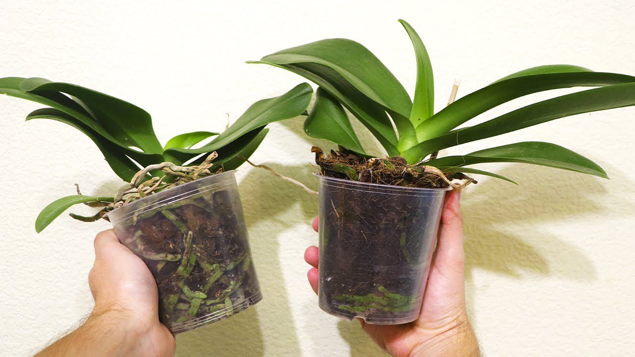 Квітникарі розповіли, як правильно підібрати горщик для орхідеї