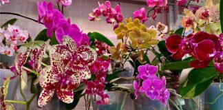 Квітникарі розповіли, як правильно підібрати горщик для орхідеї