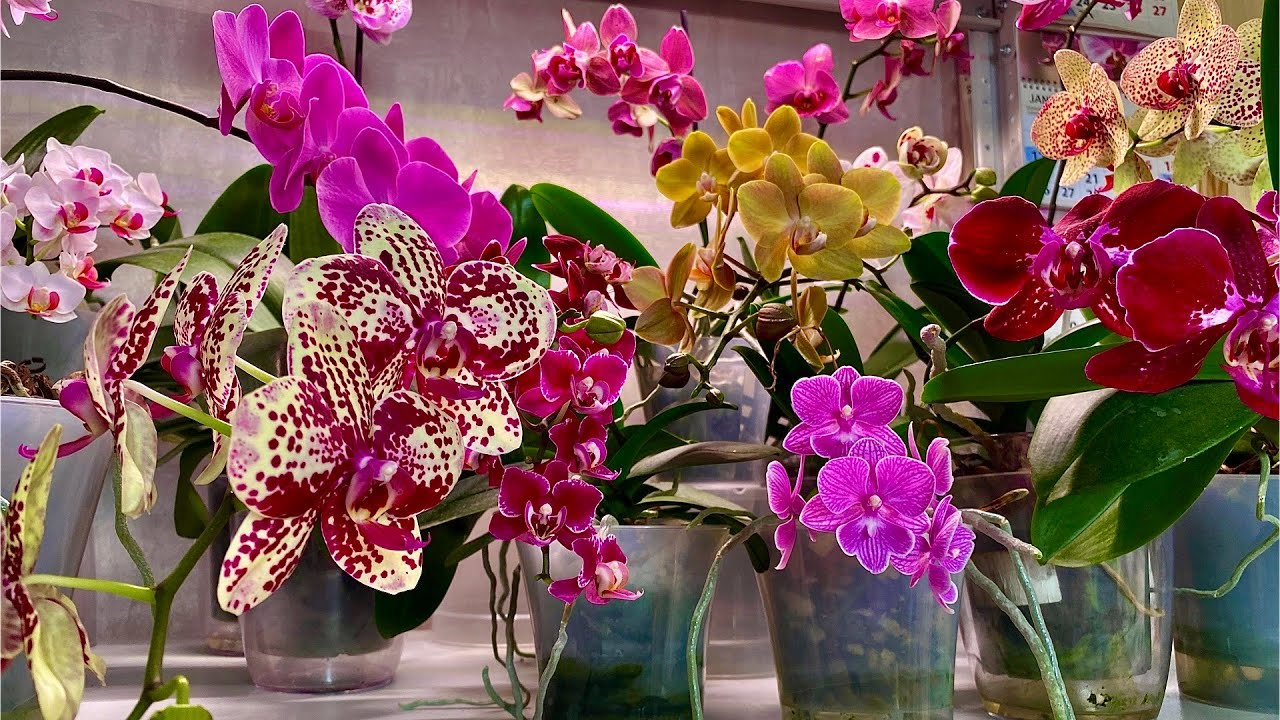 Квітникарі розповіли, як правильно підібрати горщик для орхідеї