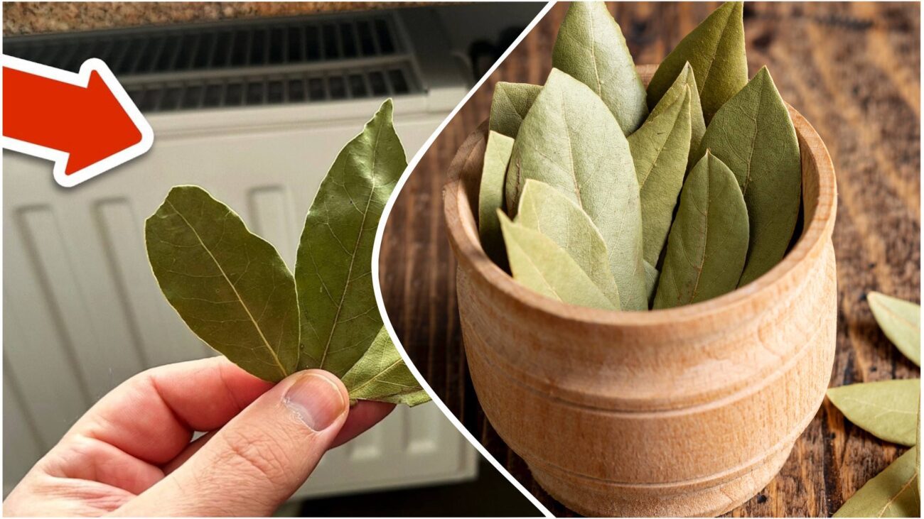 Господині розповіли, як використати лаврове листя у побуті