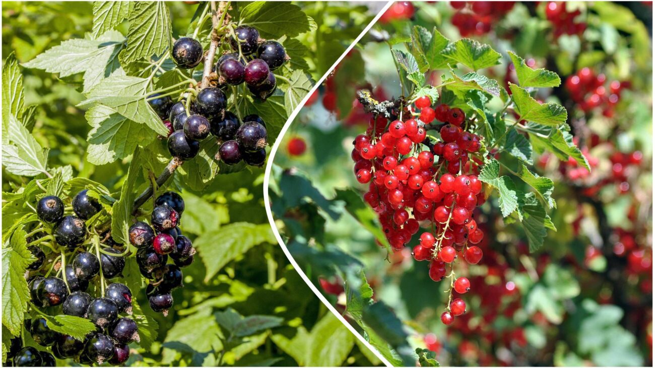 Агрономи розповіли, чим найкраще підгодовувати кущі смородини в листопаді